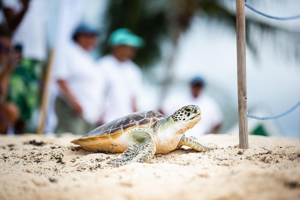 Turtle Release