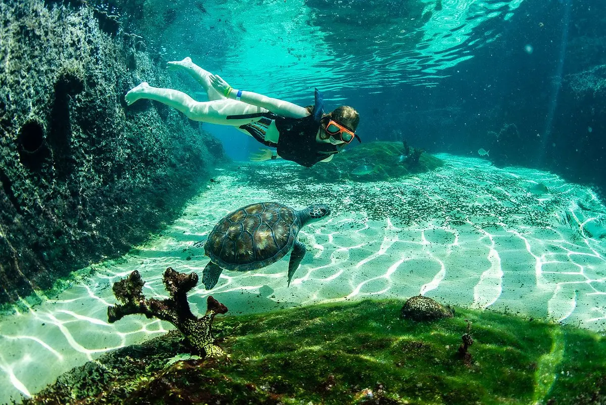 Turtle Snorkeling